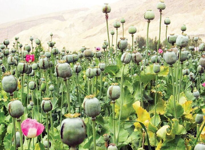 انگیزه کشاورزان افغانستان برای کشت تریاک