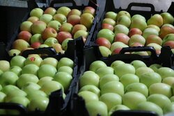 آخرین آمار صادرات سیب در سال گذشته