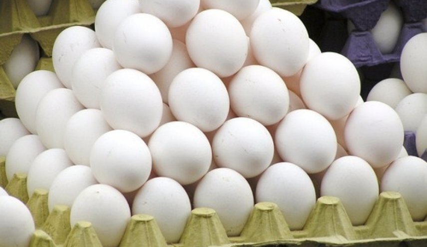 تولید روزانه تخم مرغ به ۳ هزار و ۲۰۰ تن رسید