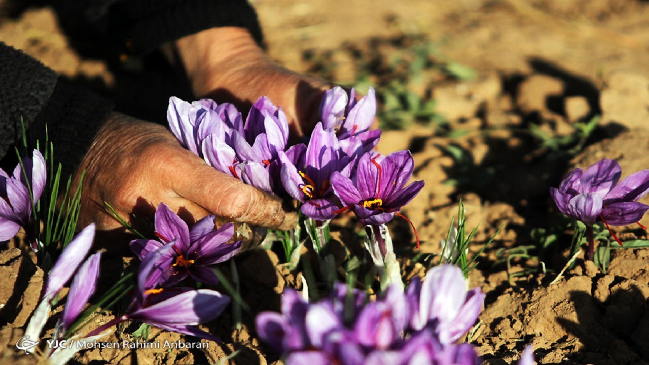 صادرات زعفران به مرز ۳۰۰ تن می‌رسد